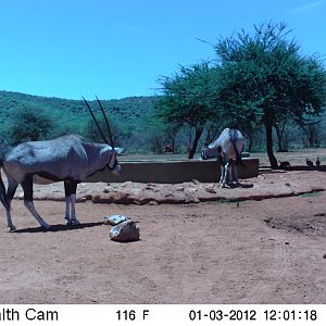 Trail Camera Namibia