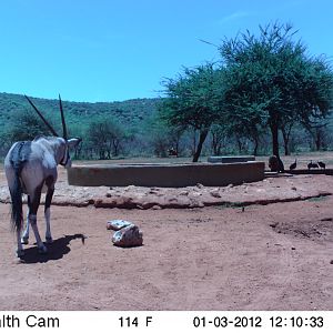 Trail Camera Namibia