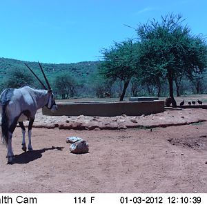 Trail Camera Namibia