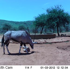 Trail Camera Namibia