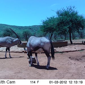 Trail Camera Namibia