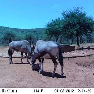 Trail Camera Namibia