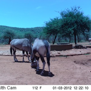 Trail Camera Namibia