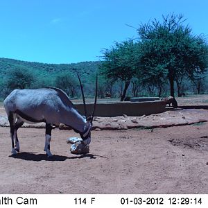 Trail Camera Namibia