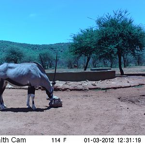 Trail Camera Namibia