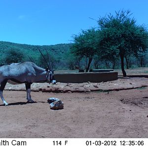 Trail Camera Namibia