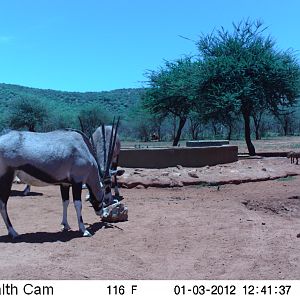 Trail Camera Namibia