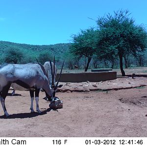 Trail Camera Namibia