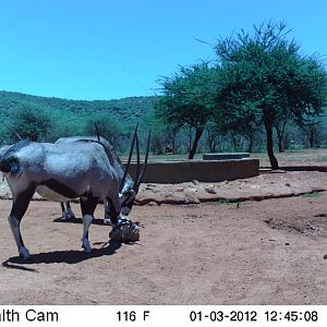 Trail Camera Namibia