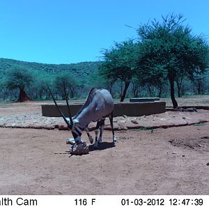 Trail Camera Namibia