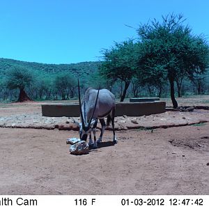 Trail Camera Namibia