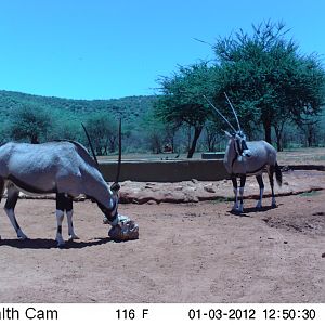 Trail Camera Namibia