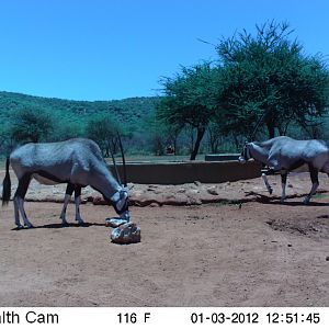 Trail Camera Namibia