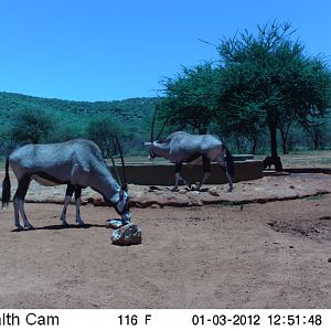 Trail Camera Namibia