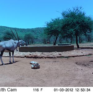 Trail Camera Namibia