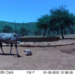 Trail Camera Namibia