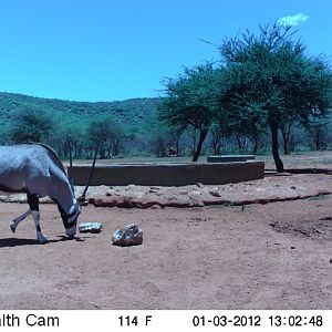 Trail Camera Namibia