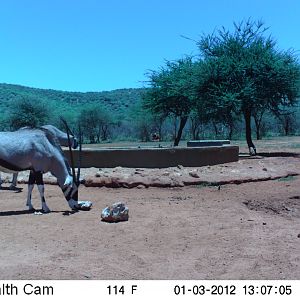 Trail Camera Namibia