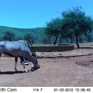 Trail Camera Namibia