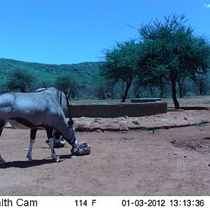 Trail Camera Namibia