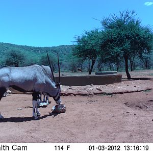 Trail Camera Namibia