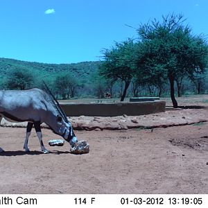 Trail Camera Namibia