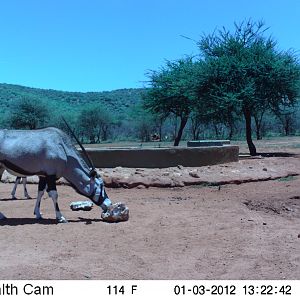 Trail Camera Namibia