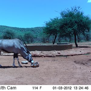 Trail Camera Namibia