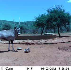 Trail Camera Namibia