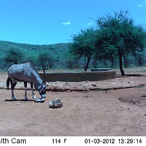 Trail Camera Namibia