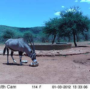 Trail Camera Namibia