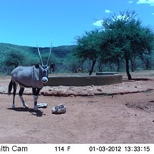 Trail Camera Namibia