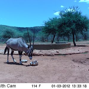 Trail Camera Namibia