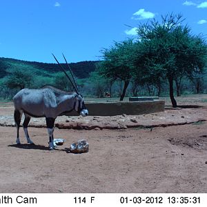 Trail Camera Namibia