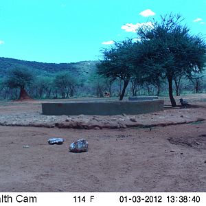 Trail Camera Namibia