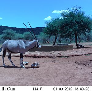 Trail Camera Namibia