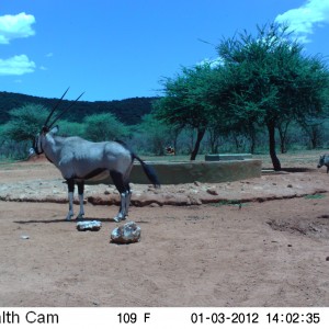 Trail Camera Namibia