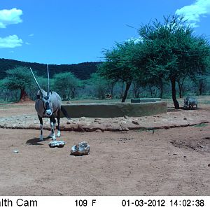 Trail Camera Namibia