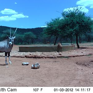 Trail Camera Namibia