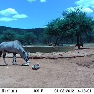 Trail Camera Namibia