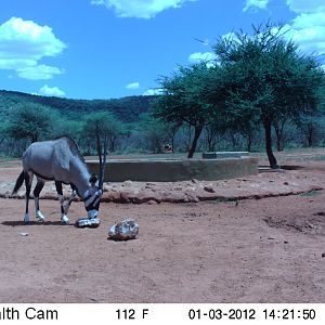 Trail Camera Namibia