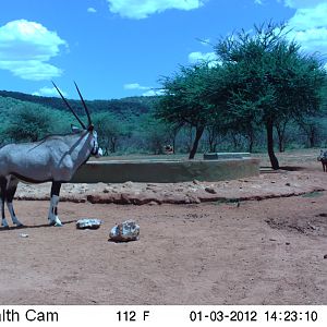 Trail Camera Namibia