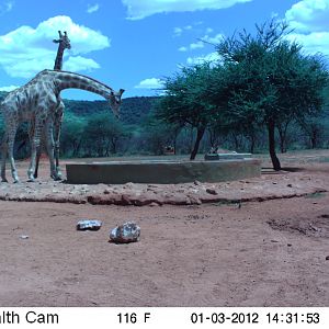 Trail Camera Namibia