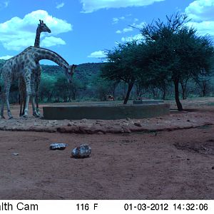 Trail Camera Namibia