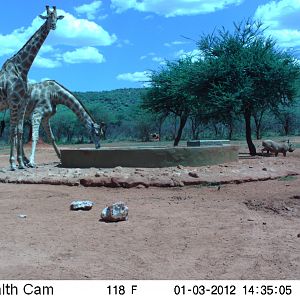 Trail Camera Namibia