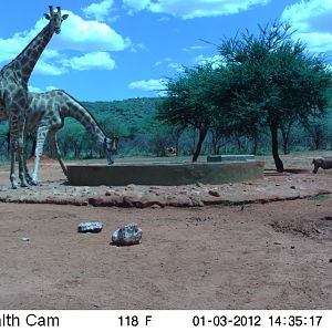 Trail Camera Namibia