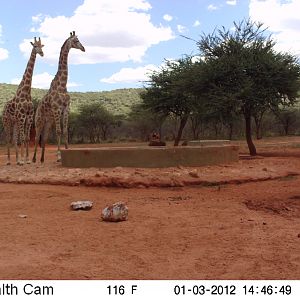 Trail Camera Namibia