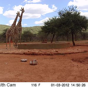 Trail Camera Namibia