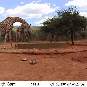 Trail Camera Namibia