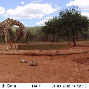 Trail Camera Namibia